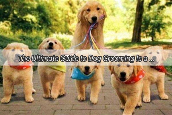 The Ultimate Guide to Dog Grooming Is a Soft Slicker Brush the Secret to Fluffy Paws